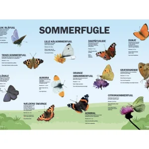 Læringstavle – Sommerfugle